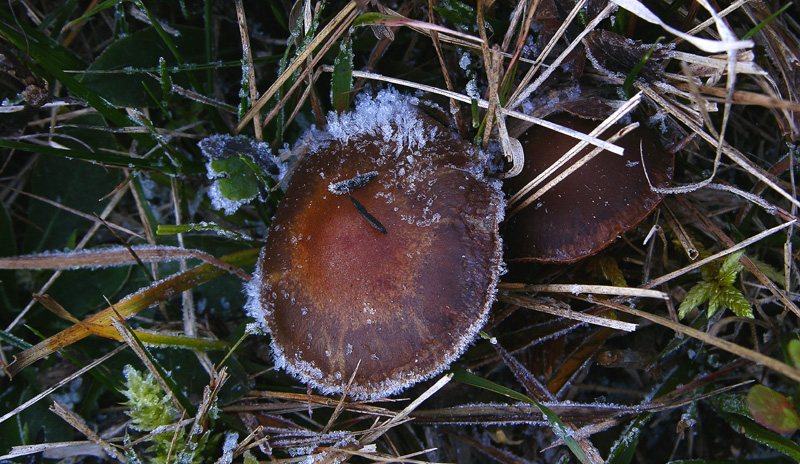 ORA...... arrivato l''inverno.....